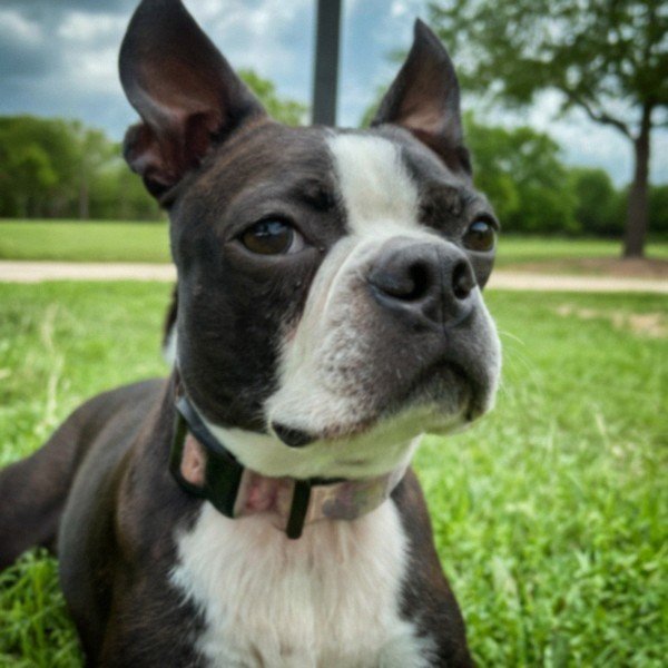Boston Terrier in Mckinney, Texas