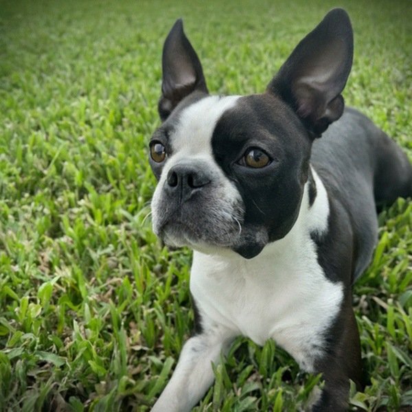 Boston Terrier in Miami, Florida