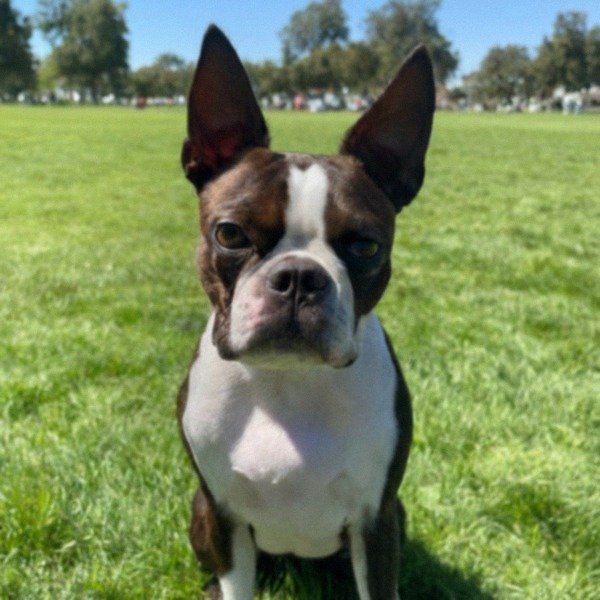 Boston Terrier in Modesto, California