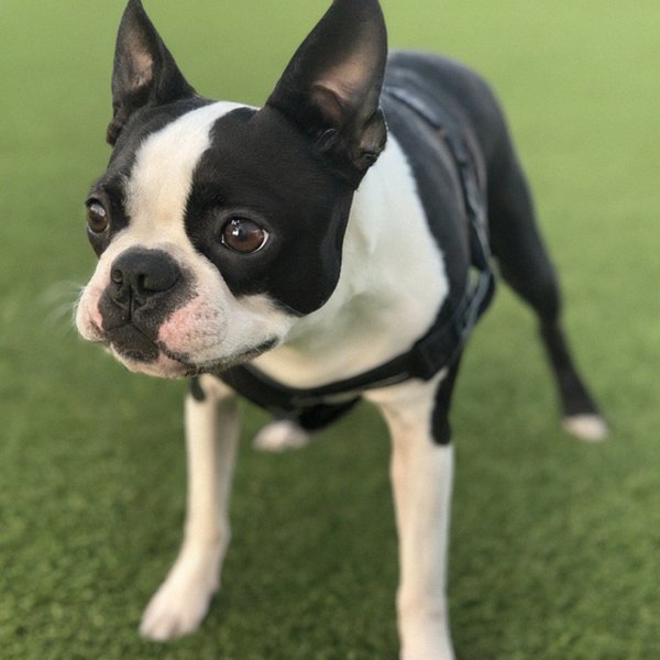 Boston Terrier in Moreno Valley, California