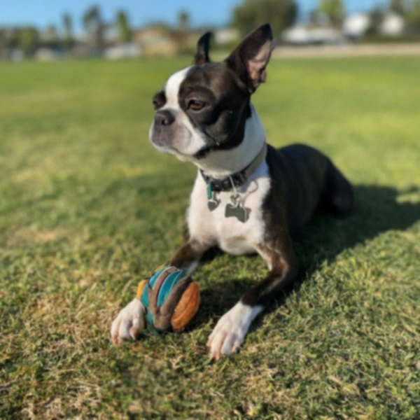 Boston Terrier in Oxnard, California