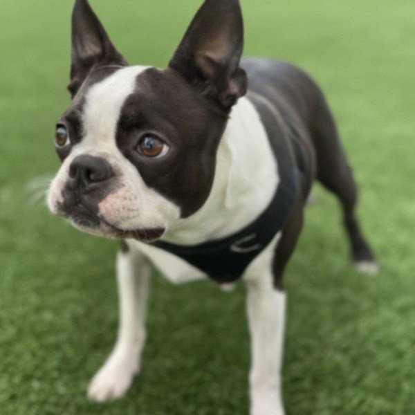 Boston Terrier in Palmdale, California