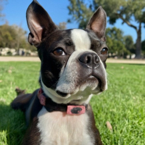 Boston Terrier in Pasadena, California