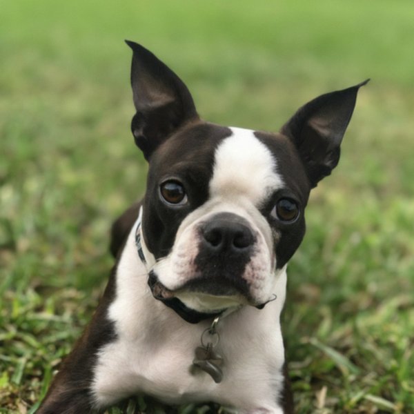 Boston Terrier in Pembroke Pines, Florida