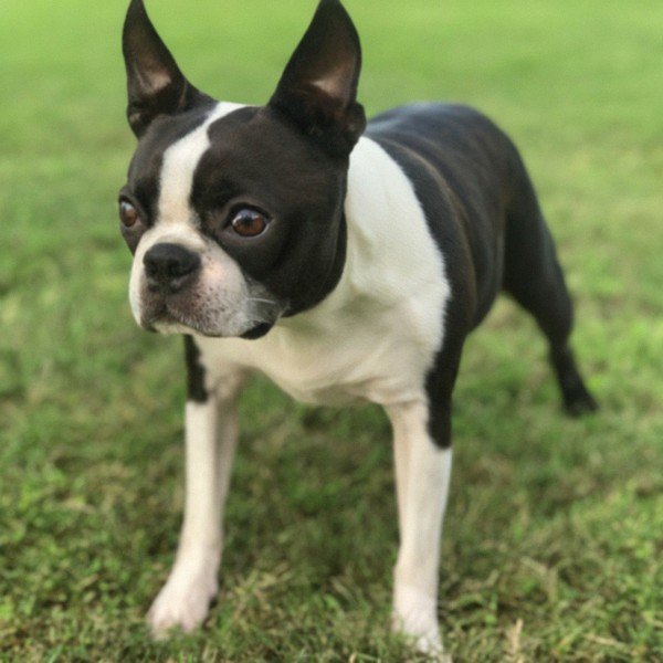 Boston Terrier in Plano, Texas