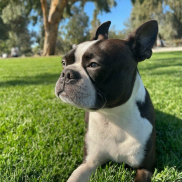 Boston Terrier in Pomona, California