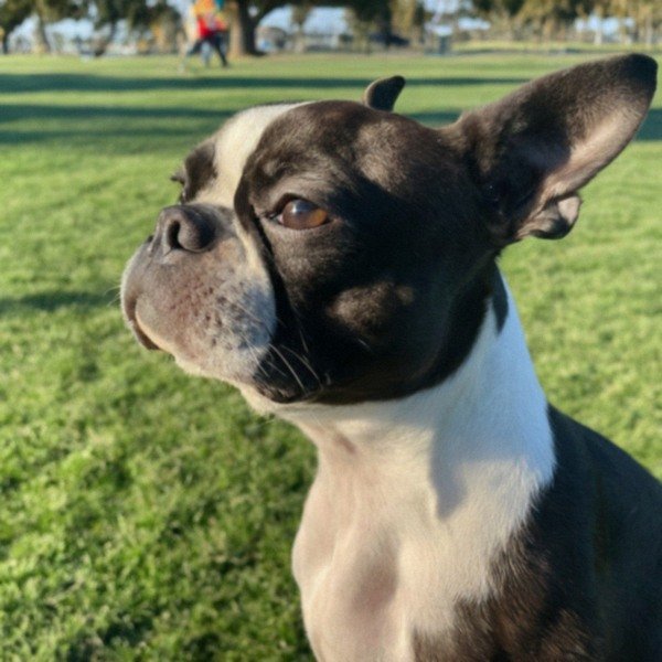Boston Terrier in Salinas, California
