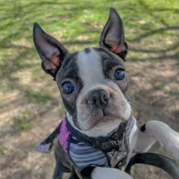 Boston Terrier in San Bernardino, California