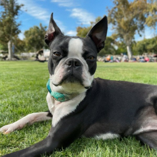 Boston Terrier in Santa Ana, California