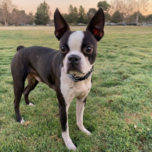 Boston Terrier in Stockton, California