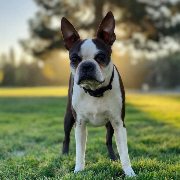 Boston Terrier in Sunnyvale, California