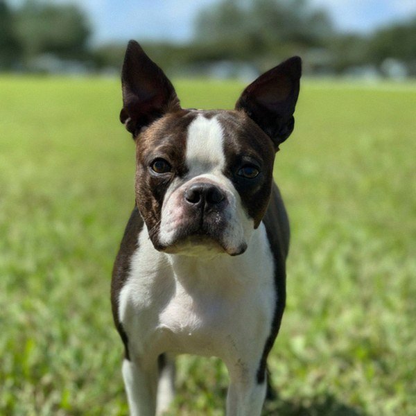 Boston Terrier in Tampa, Florida