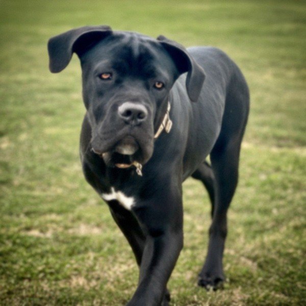 Cane Corso in Amarillo, Texas