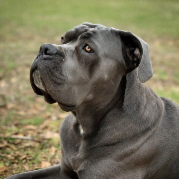 Cane Corso in Arlington, Texas