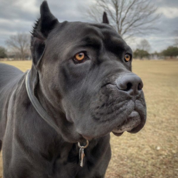 Cane Corso in Austin, Texas