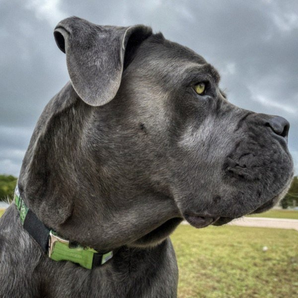 Cane Corso in Corpus Christi, Texas