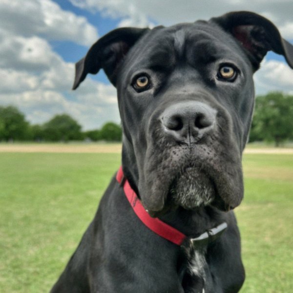 Cane Corso in Dallas, Texas