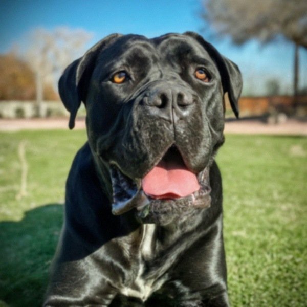 Cane Corso in El Paso, Texas