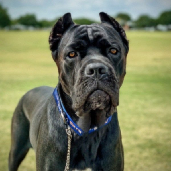 Cane Corso in Fort Worth, Texas