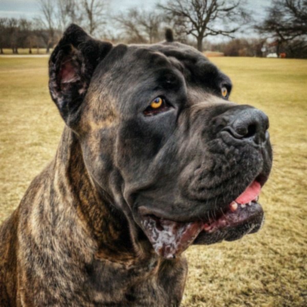 Cane Corso in Frisco, Texas