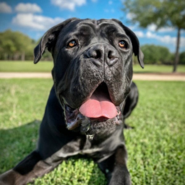 Cane Corso in Garland, Texas