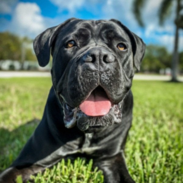 Cane Corso in Hialeah, Florida