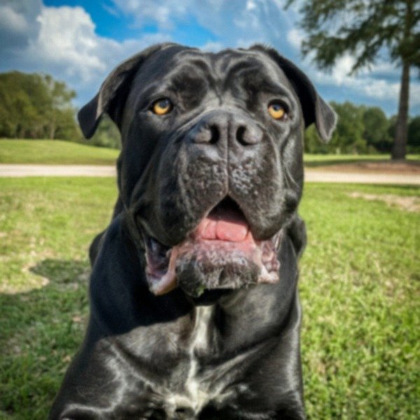 Cane Corso in Houston, Texas