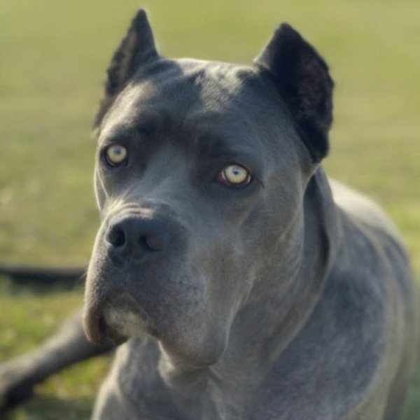 Cane Corso in Irving, Texas