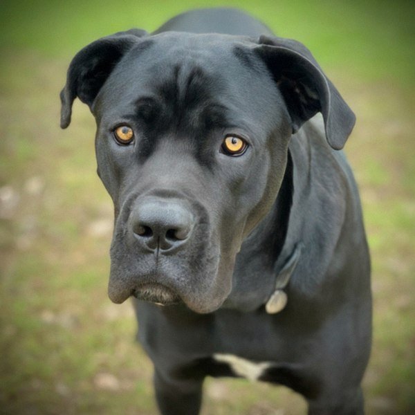 Cane Corso in Jacksonville, Florida