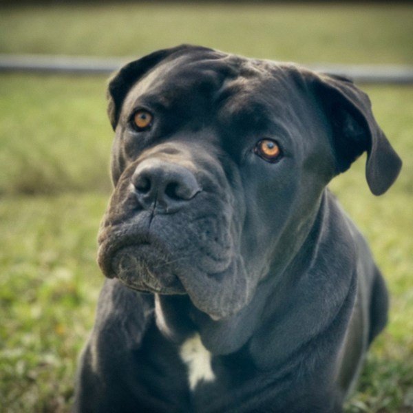 Cane Corso in Mckinney, Texas