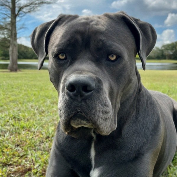 Cane Corso in Orlando, Florida