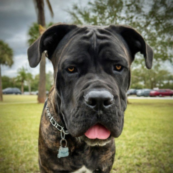 Cane Corso in Pembroke Pines, Florida