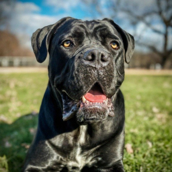 Cane Corso in Pittsburgh, Pennsylvania
