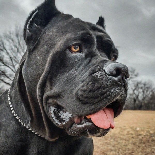 Cane Corso in Plano, Texas