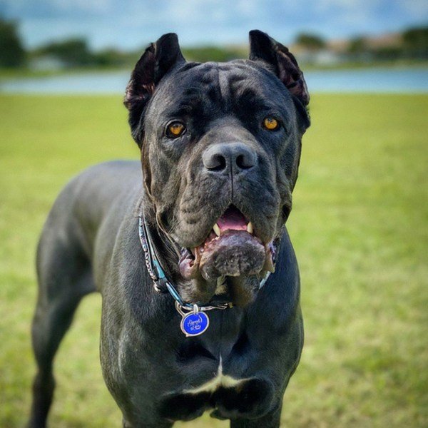 Cane Corso in Port St. Lucie, Florida