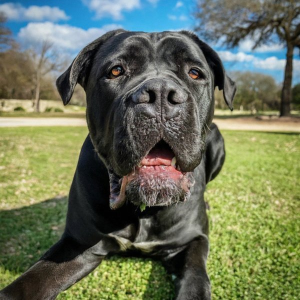 Cane Corso in San Antonio, Texas