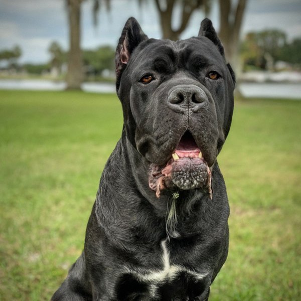 Cane Corso in St. Petersburg, Florida