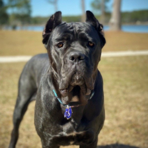 Cane Corso in Tallahassee, Florida