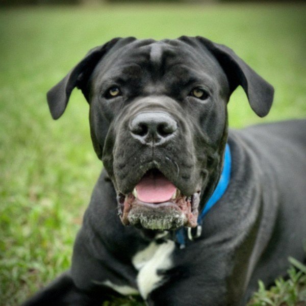 Cane Corso in Tampa, Florida