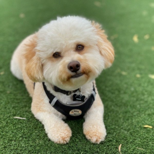 Cavachon in Amarillo, Texas