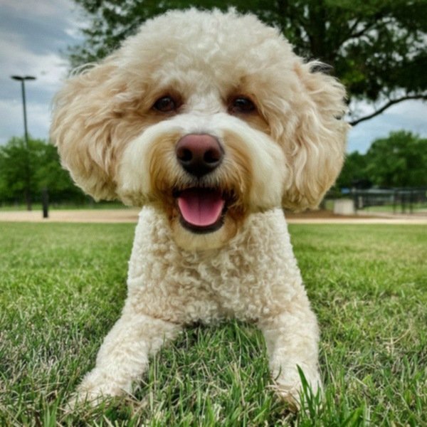 Cavachon in Arlington, Texas