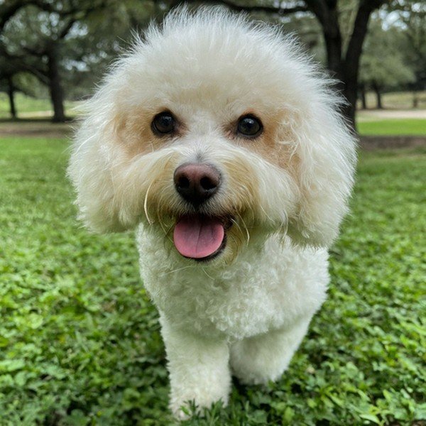 Cavachon in Austin, Texas