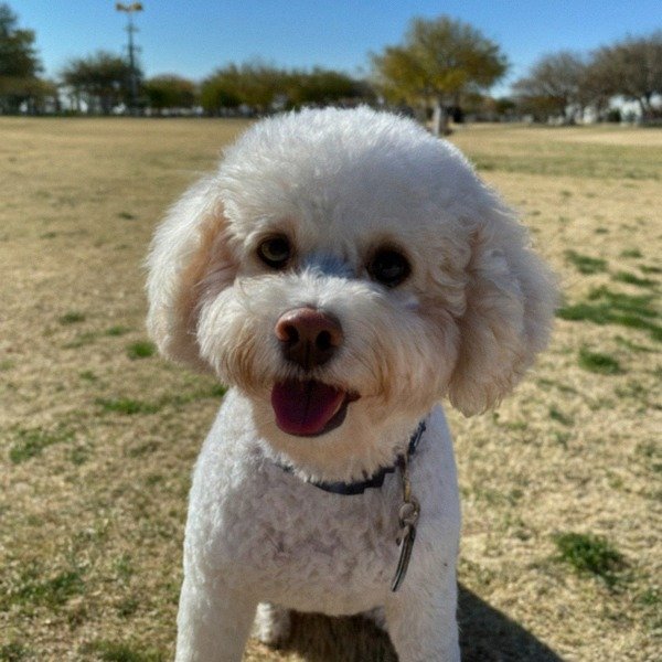 Cavachon in El Paso, Texas