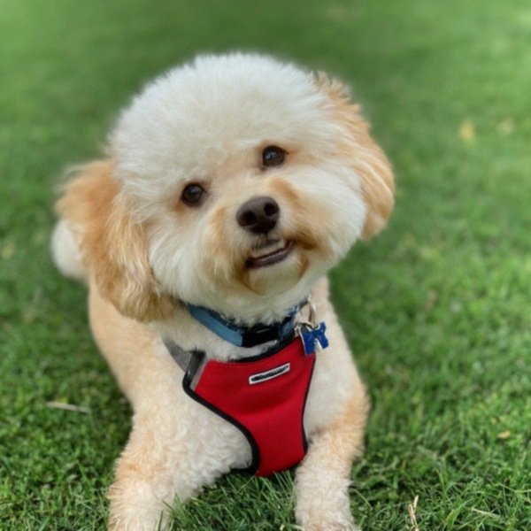 Cavachon in Frisco, Texas