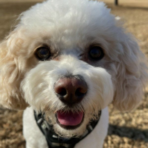Cavachon in Grand Prairie, Texas