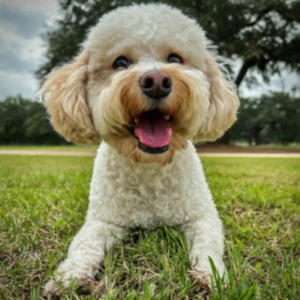 Cavachon in Houston, Texas