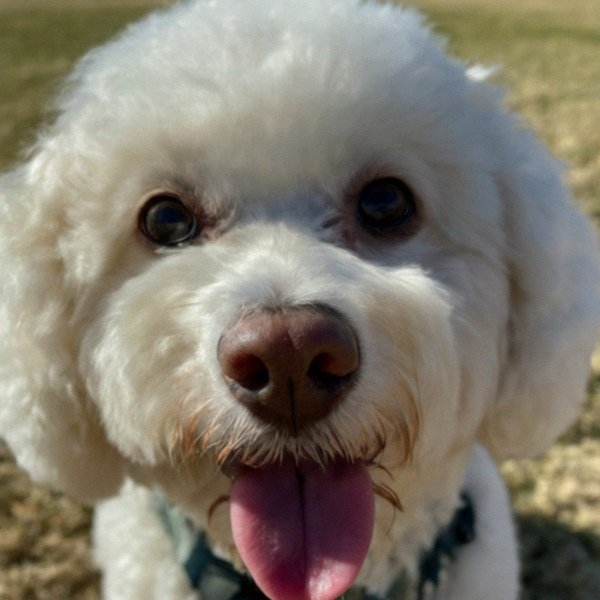 Cavachon in Irving, Texas