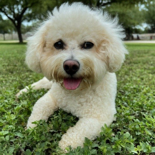Cavachon in Laredo, Texas