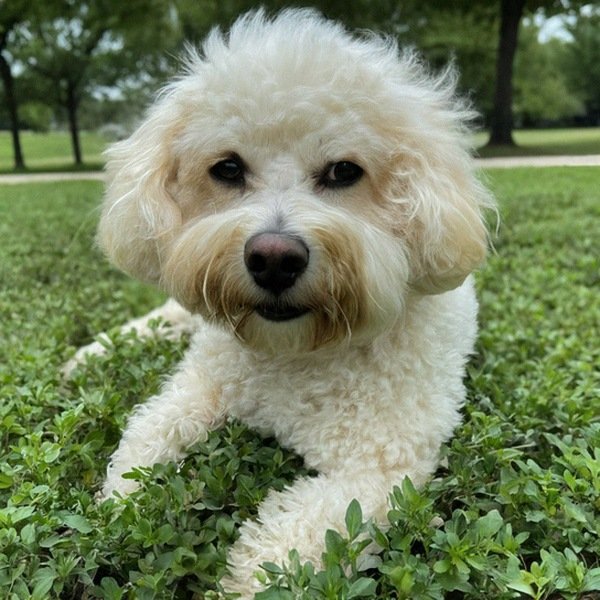 Cavachon in Mckinney, Texas