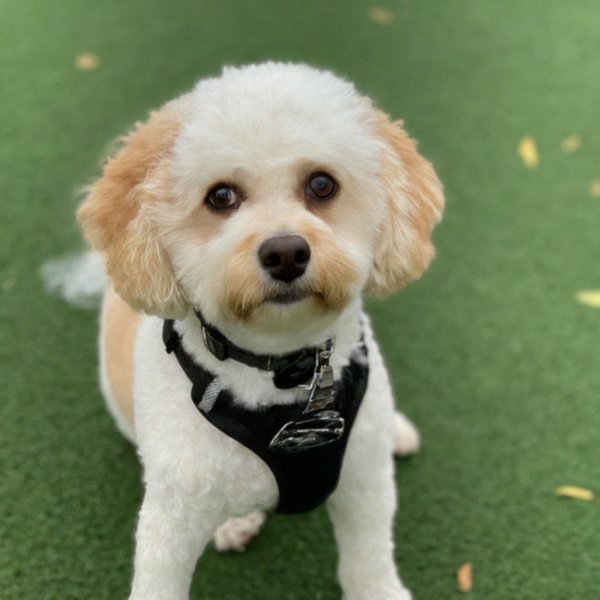 Cavachon in Plano, Texas